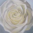 Large White Rose