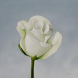 Small White Rose
