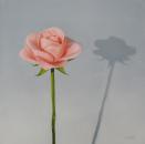 Small Pink Rose