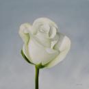 Small White Rose